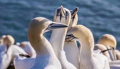 开云电竞-瑞典队出色发挥：2024混合团体世界杯赛程回顾，瑞典参加世界杯