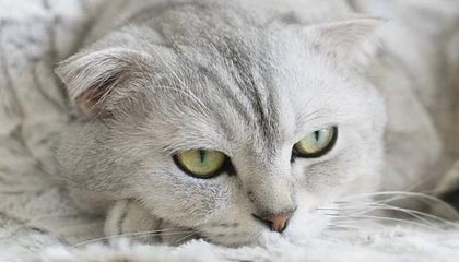 开云电竞-瑞典队出色发挥：2024混合团体世界杯赛程回顾，瑞典参加世界杯