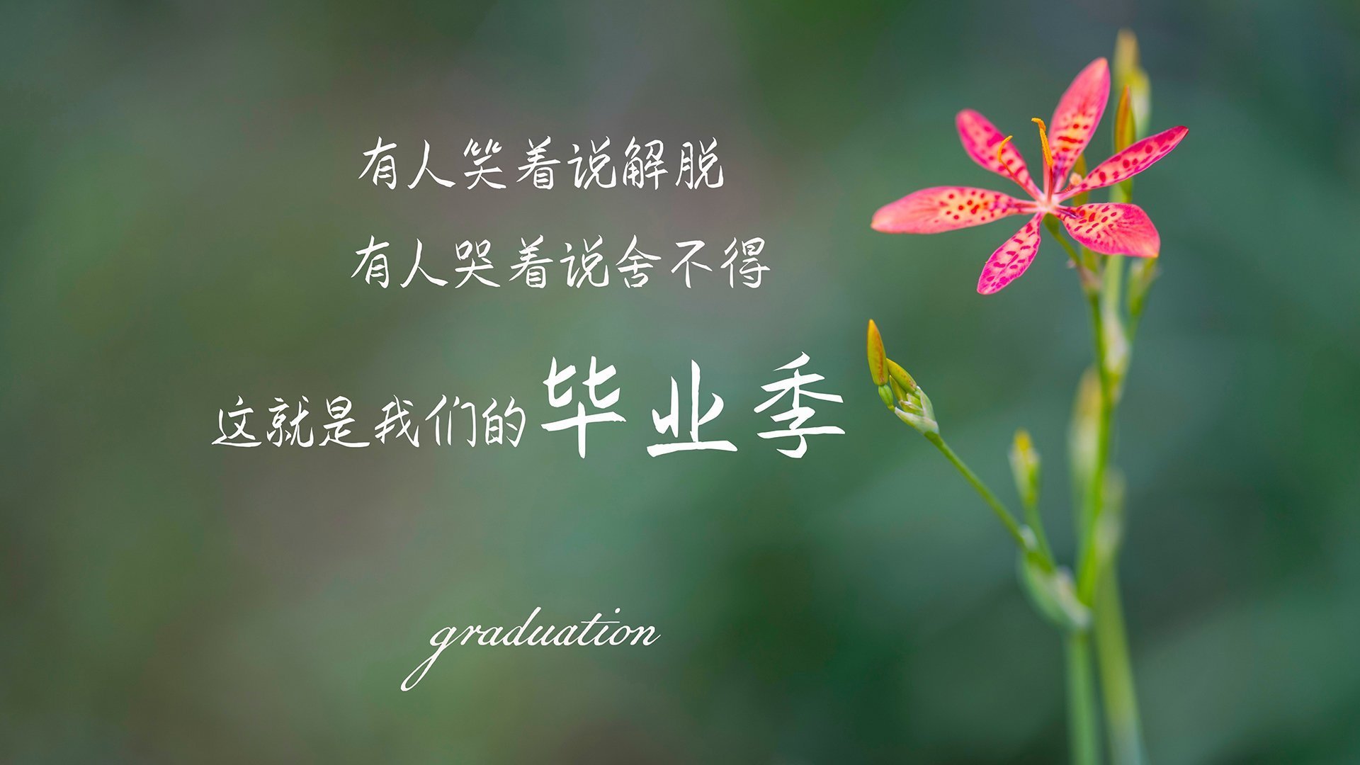 极限单车攀爬赛：城市障碍的智慧突破，极限自行车比赛视频