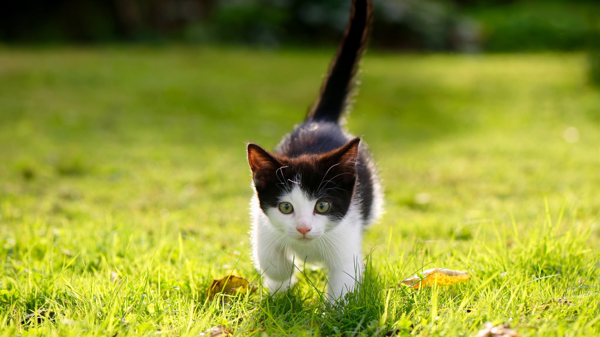 篮球运动员比赛数据智能采集及战术辅助系统设计，篮球球员数据统计分析系统