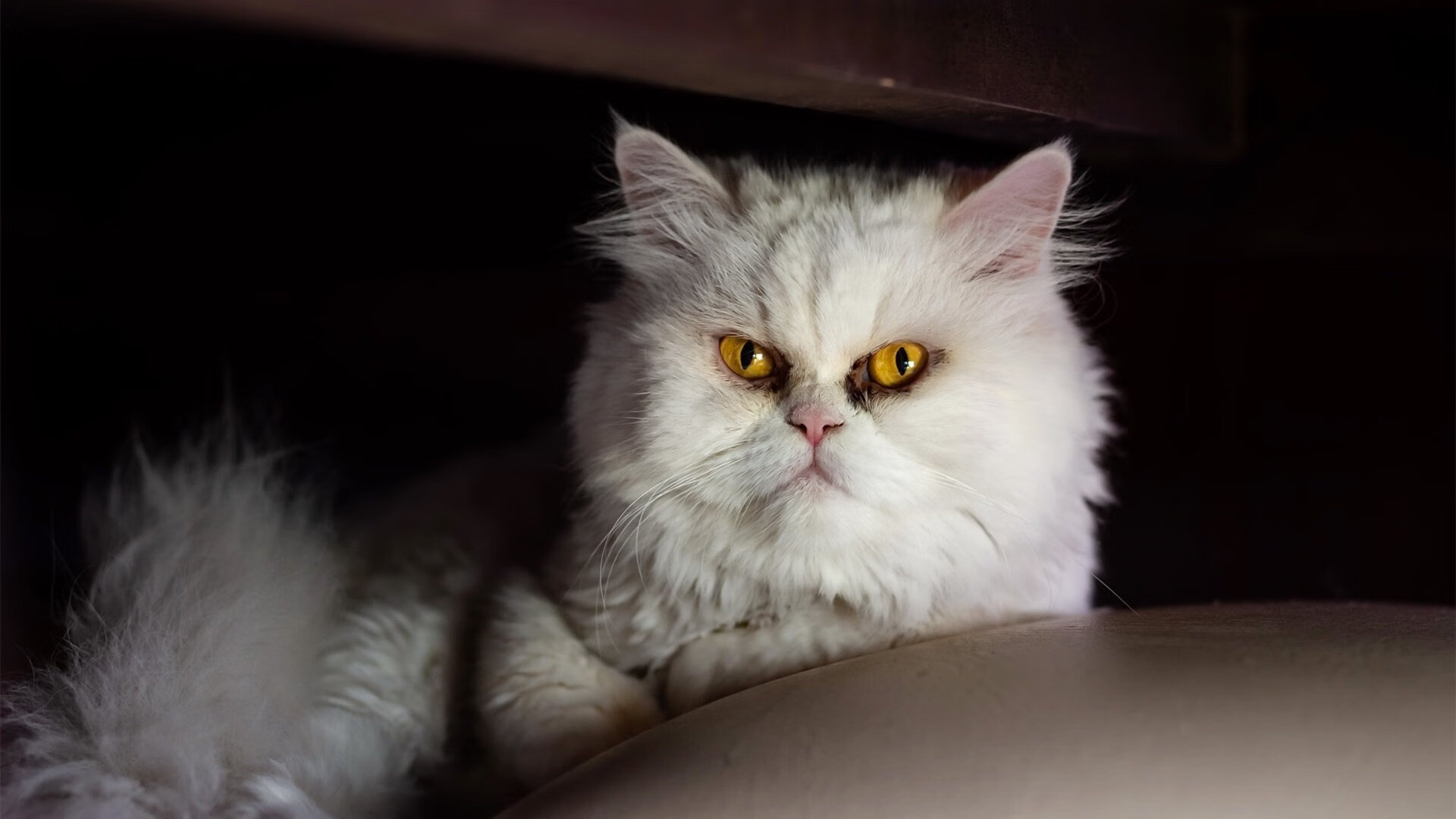 东亚杯中国女足逆袭 球员发挥出色,中国队东亚杯名单