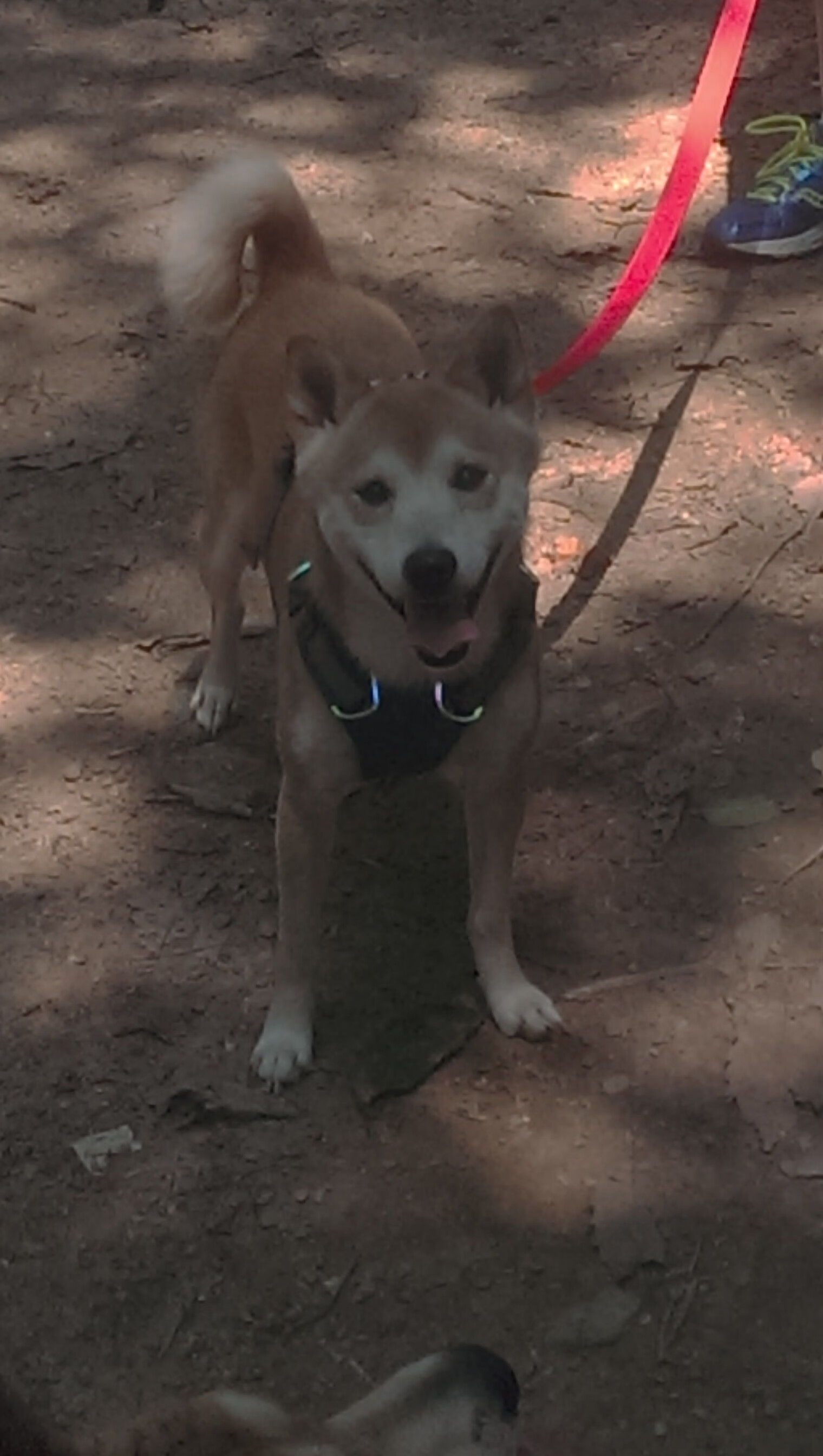 kaiyun网站-五大联赛是否通过压缩中场空间提升防守效率，五大联赛中场球员