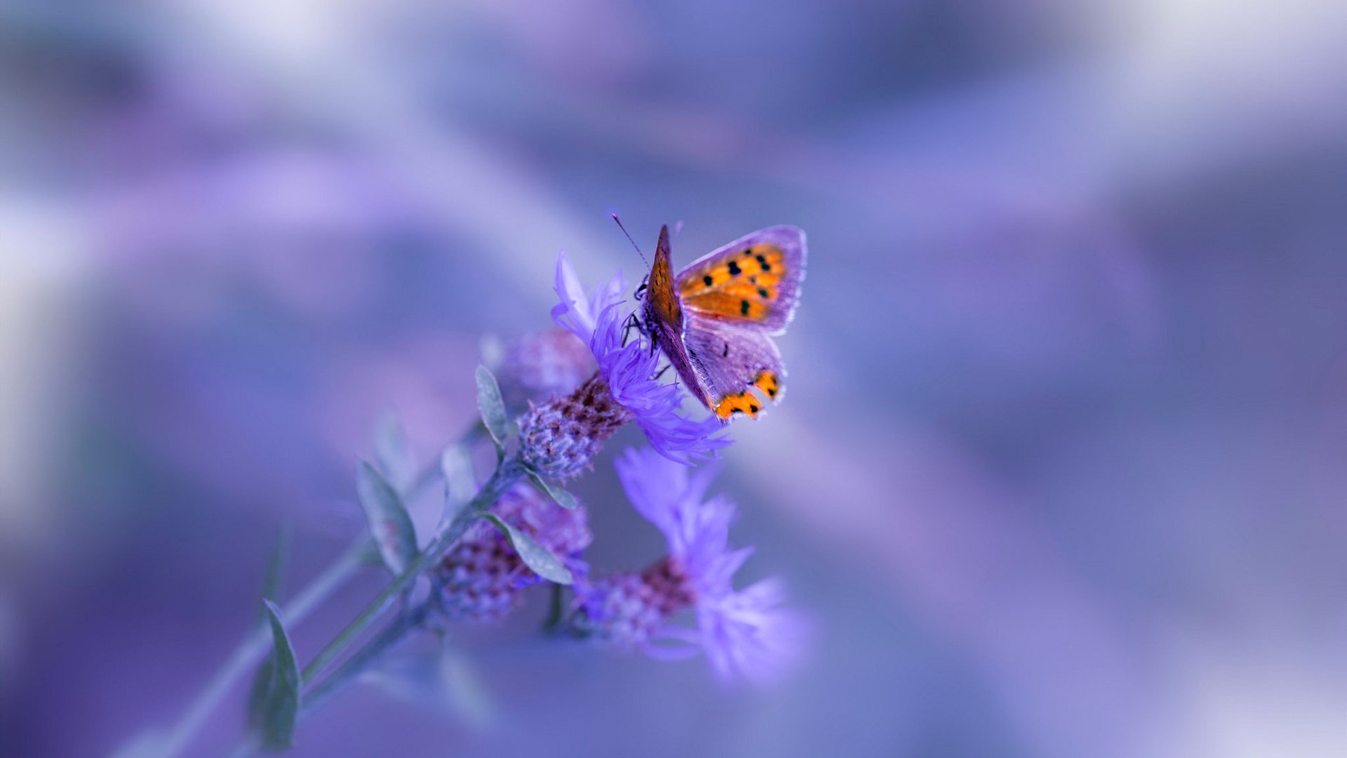 美国队赛制分析:如何借助赛制特点提升球队的应对能力,美国队小组赛对手