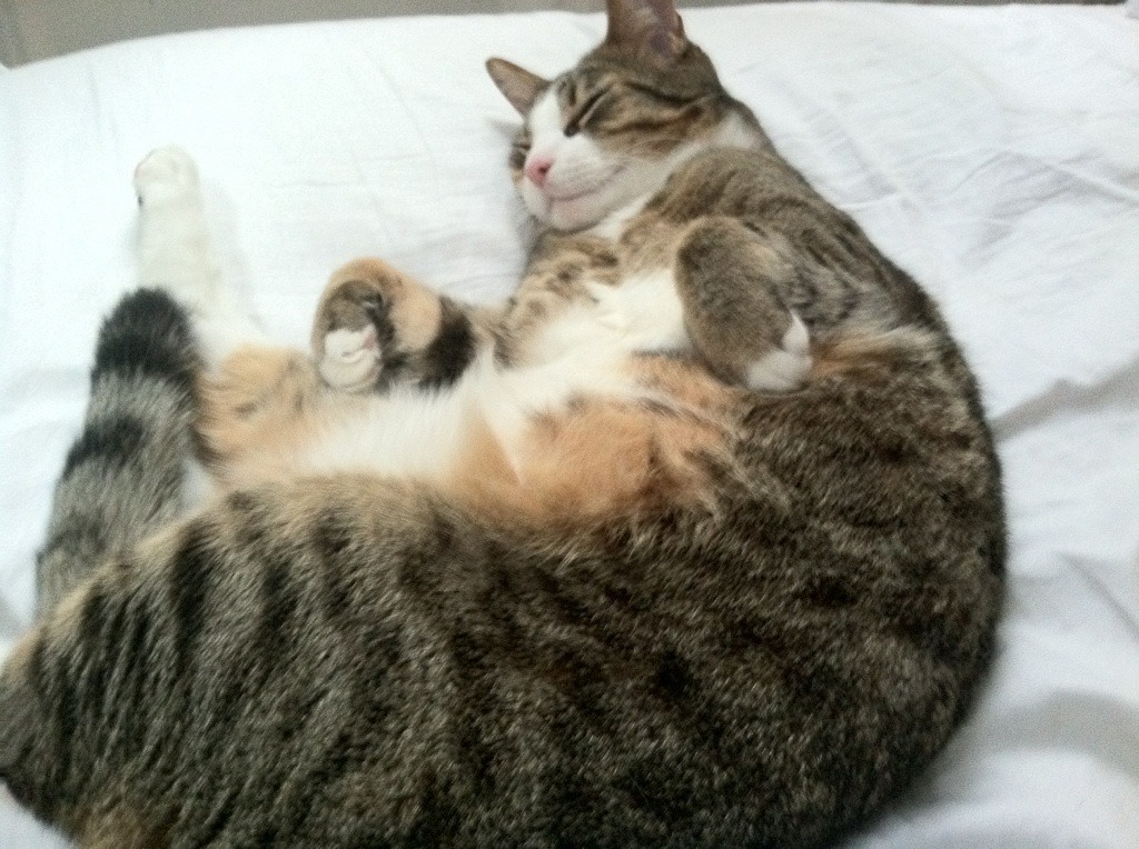 斯洛伐克女篮在欧洲预赛中表现抢眼，期待奥运献礼，斯洛伐克 欧预赛