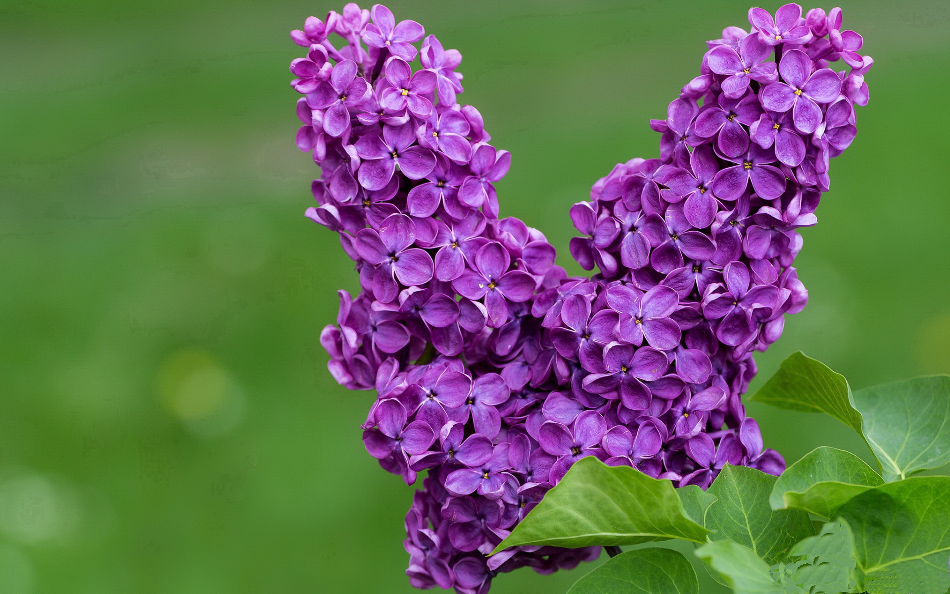 球迷文化成为体育力量,球迷对球队的作用