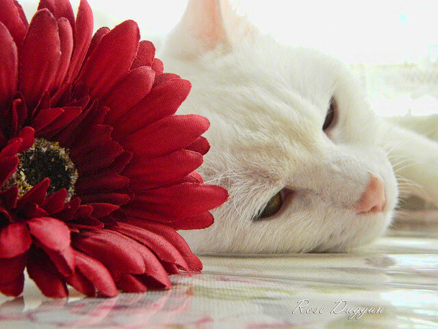 Kaiyun官方登录入口-美洲杯明星盛宴：精彩演出，燃爆全场！，美洲杯承办