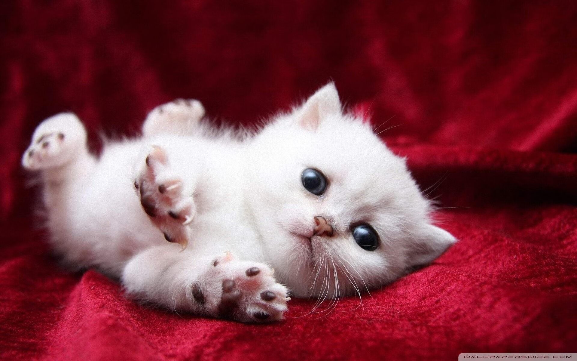 kaiyun体育综合-詹姆斯·奥康纳成为袋鼠队的节奏掌控者，詹姆斯.奥康纳