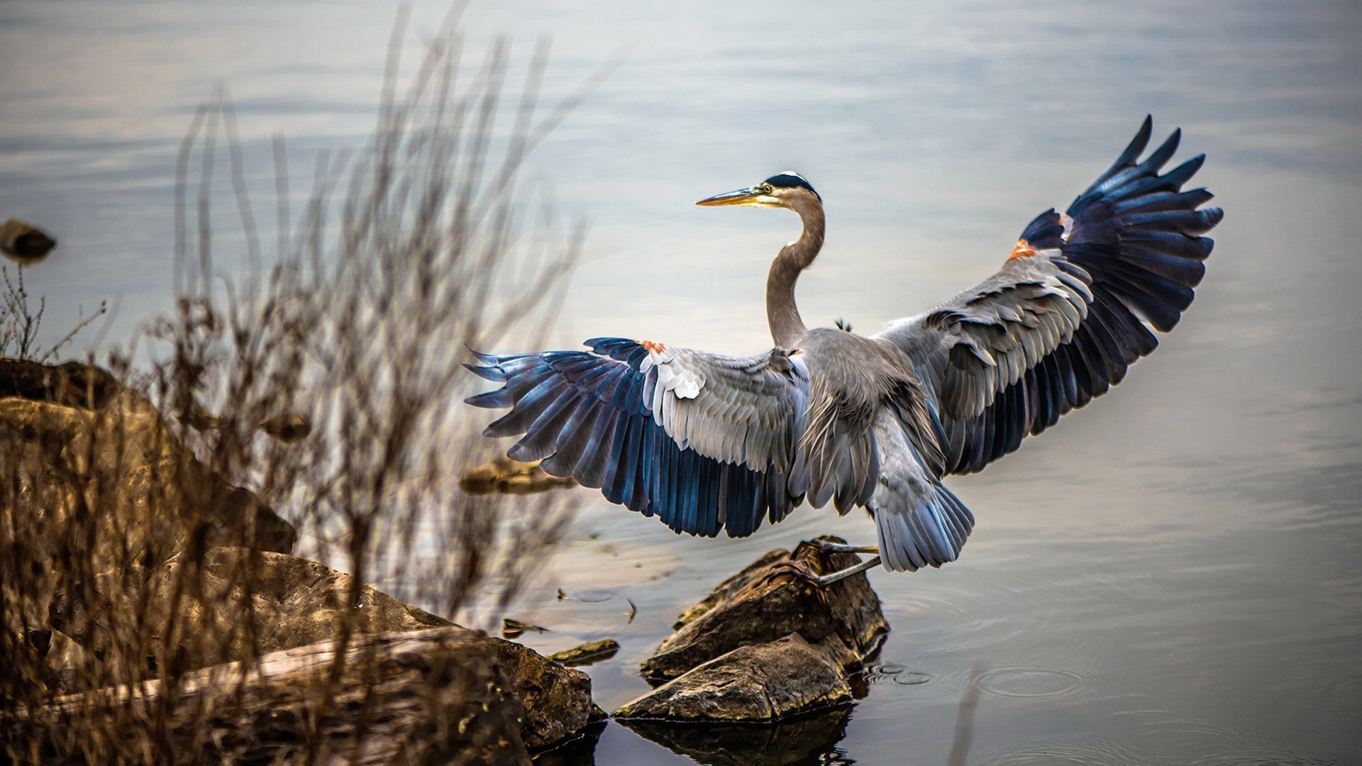 马修·图穆亚展现出极强的突破和传球能力，令袋鼠队攻防更具层次感